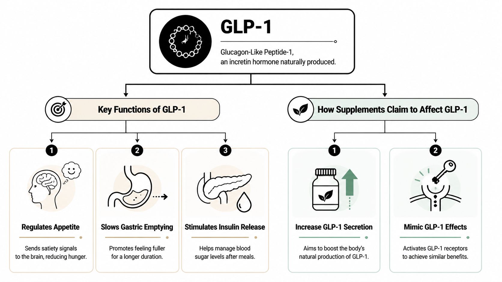 An infographic explaining the natural hormone GLP-1, its biological functions, and how certain supplements claim to affect it.