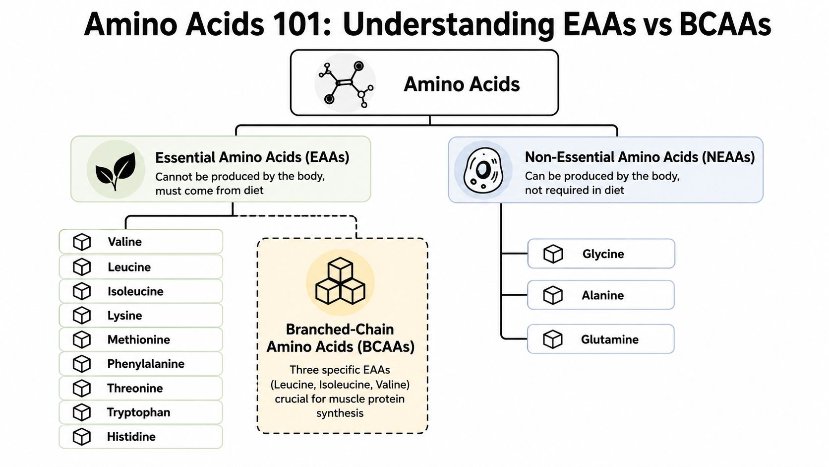 An infographic titled Amino Acids 101 categorizing amino acids into Essential, Non-Essential, and Branched-Chain Amino Acids.